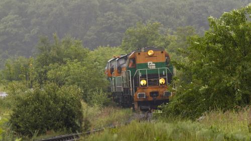 W gęstej zieleni i równie gęstym deszczu